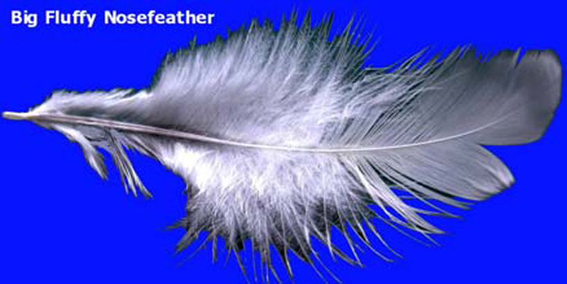 Big Fluffy Feather
