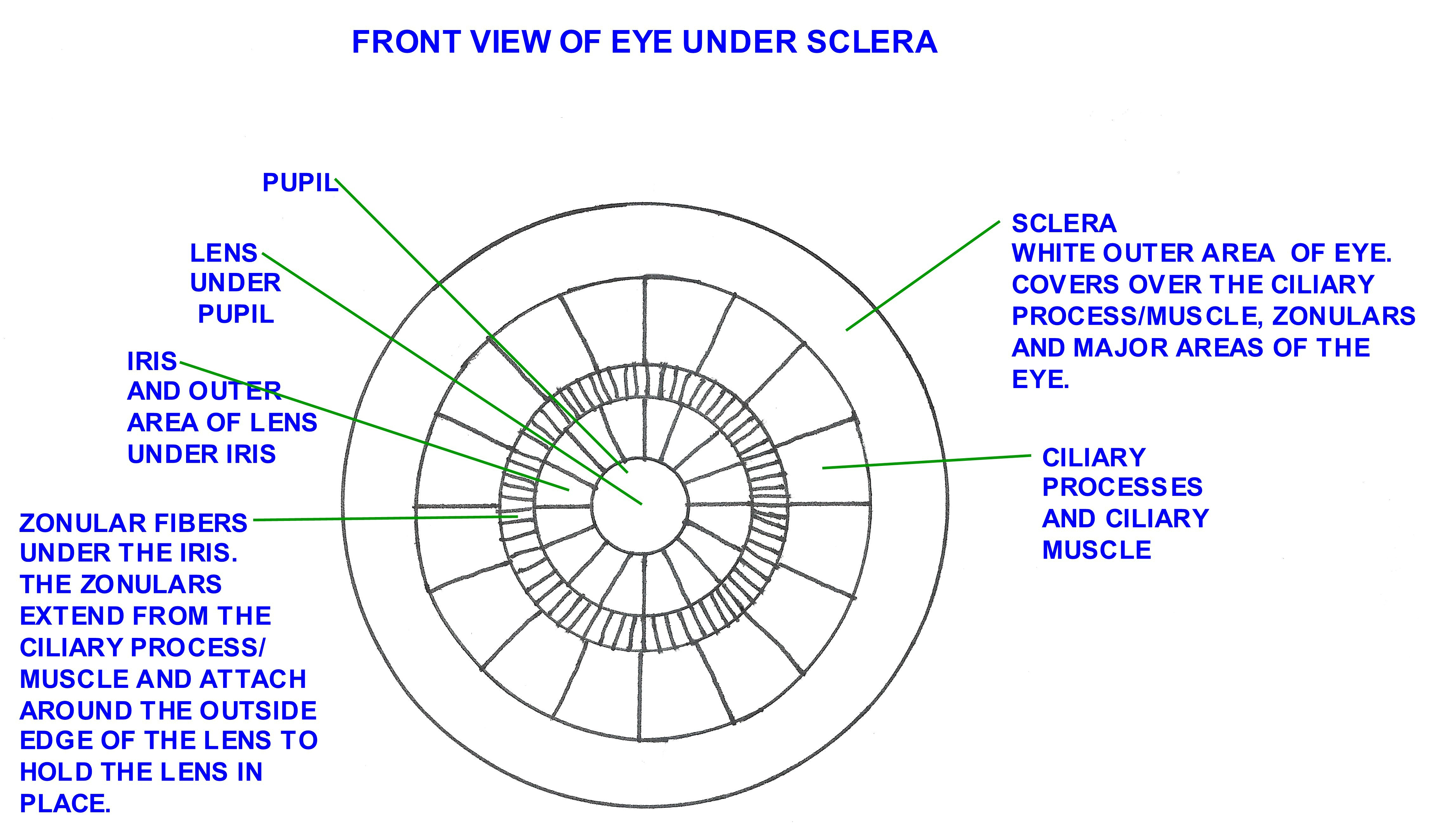 Front View of Human Eye