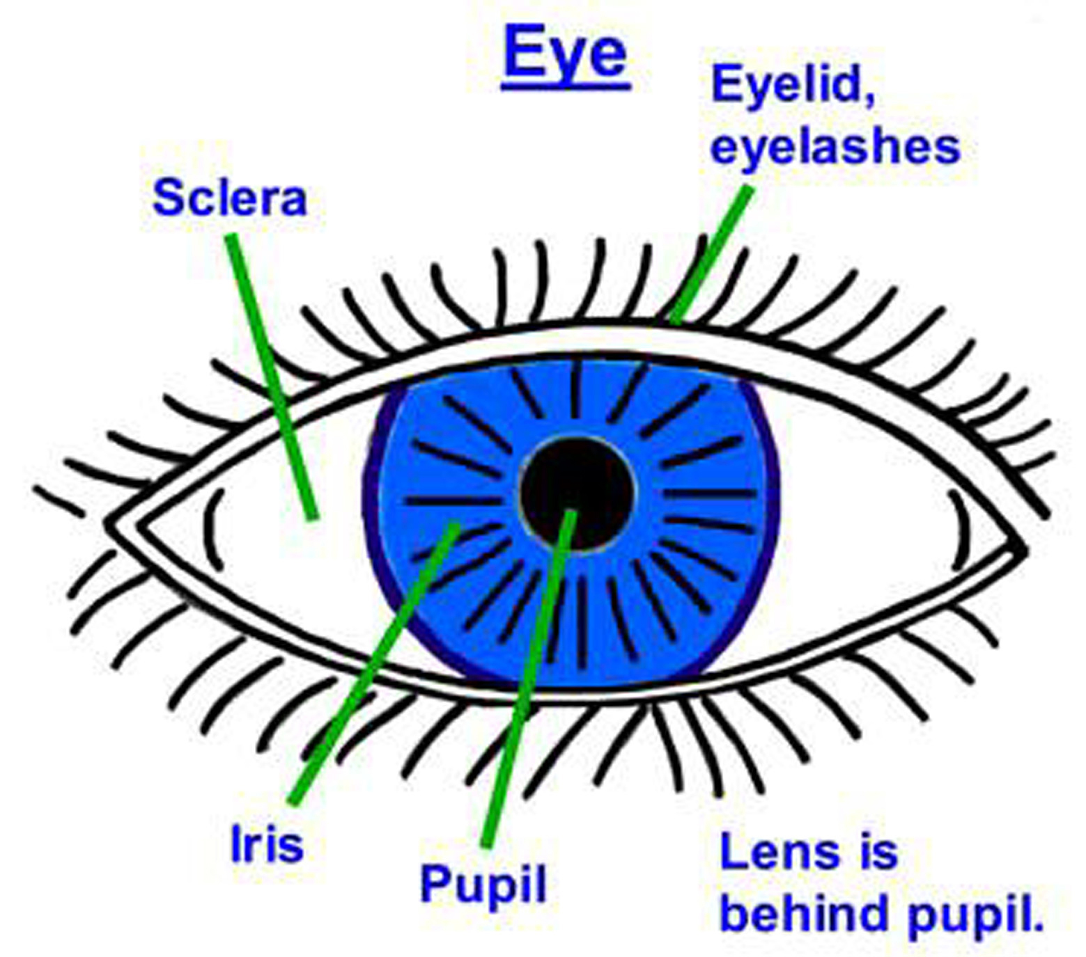 Eye, Iris, Pupil, Eyelids...