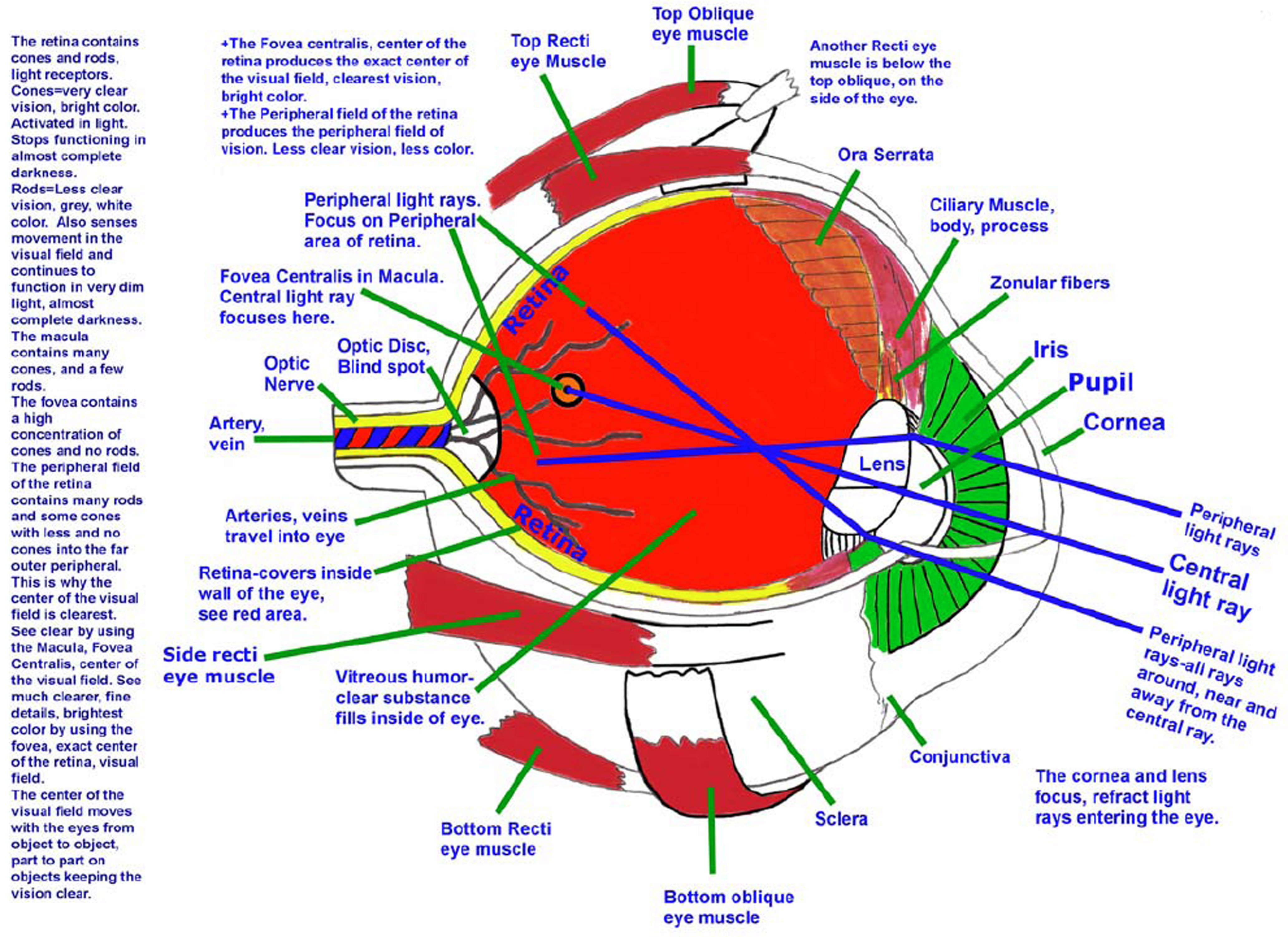 Inside the Eye. Retina, Fovea, Light rays, Lens...