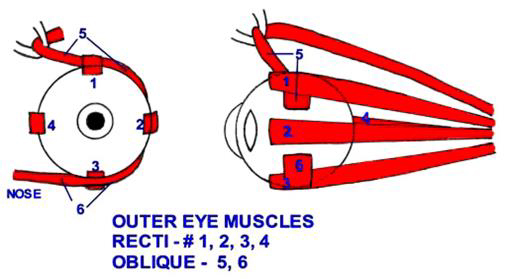 Outer Eye Muscles, Oblique, Recti