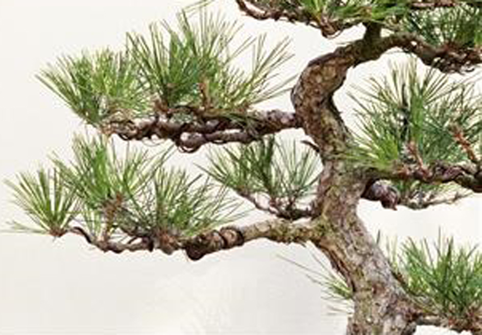 Parts of the pine tree contain healthy nutrients