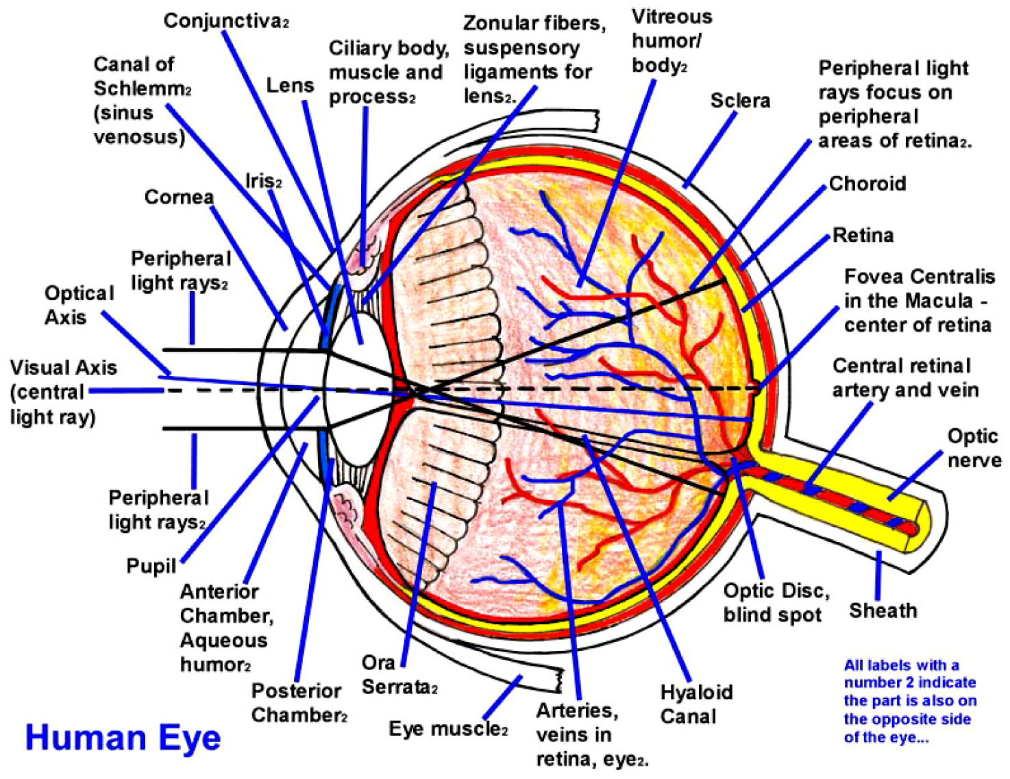Side view of eye