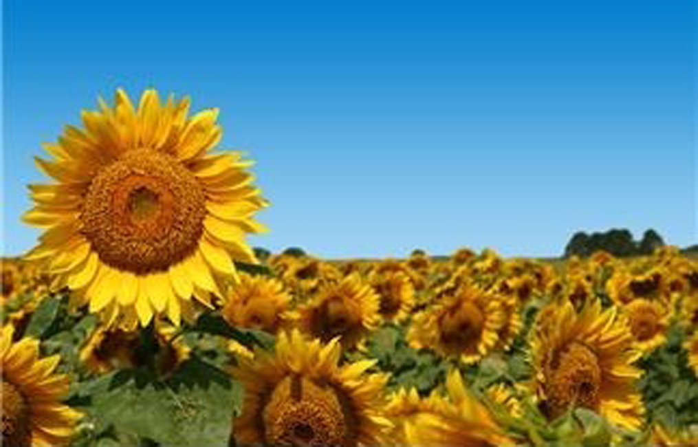 Sunflowers, Natural Fresh Seeds