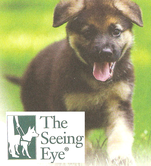 The Seeing Eye Guide Dog School Puppy in Training!