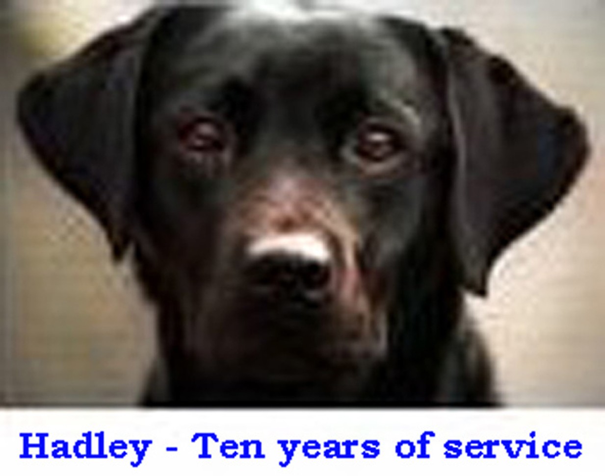 Hadley,; Guiding Eyes for the Blind