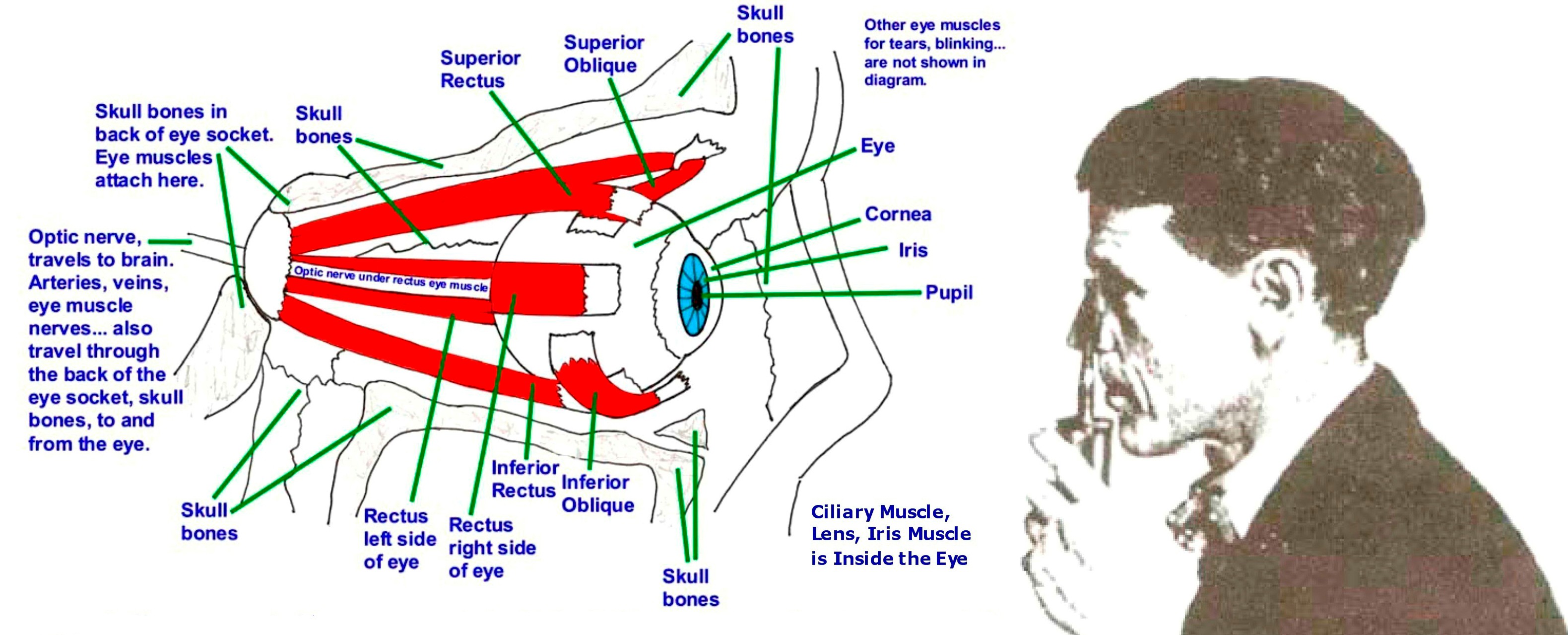 Dr. Bates, Human Eye, Eye Muscles, Eye Socket, Iris, Pupil