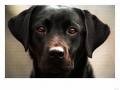 Guide_dog.jpg