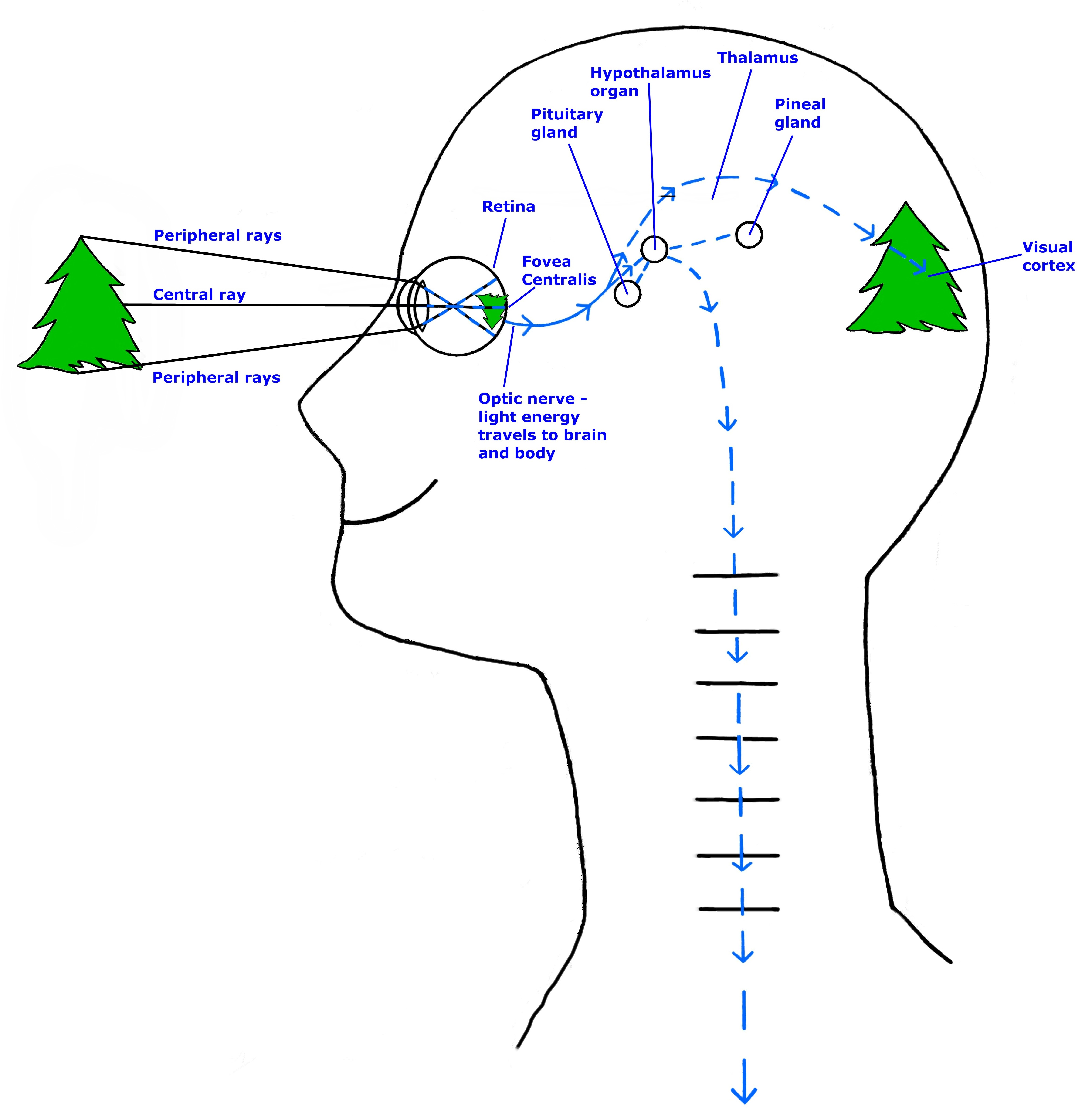 ight rays, enery signals travel in the eyes, brain, body